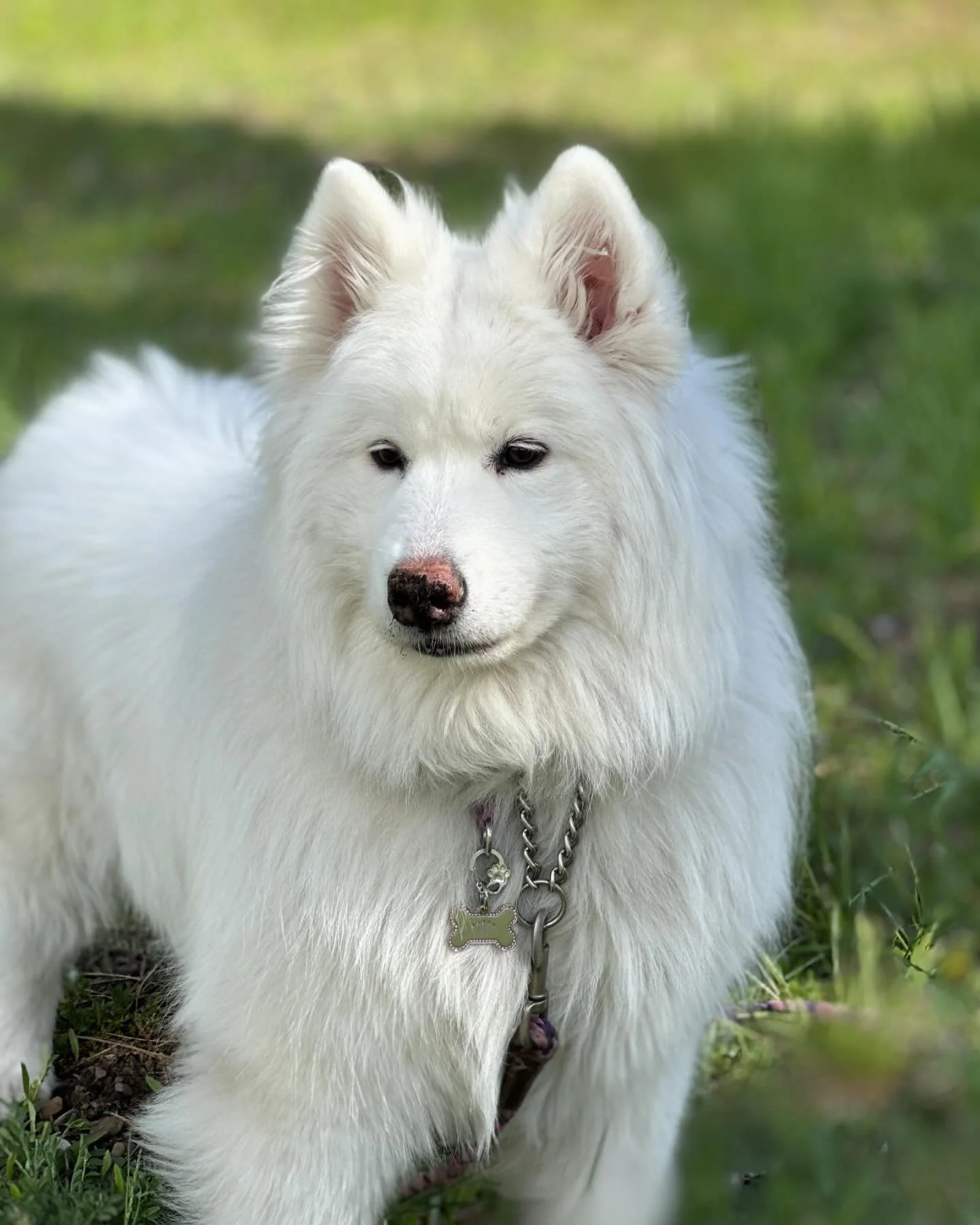 Apparently, it&rsquo;s International Samoyed Day! It&rsquo;s a holiday I can get behind. Here are the three in our lives at the moment:

1. Gypsy: our hole-digging snuggle-bunny who keeps the crew in line. 
2. Skywalker: definitely not a goes-with-th
