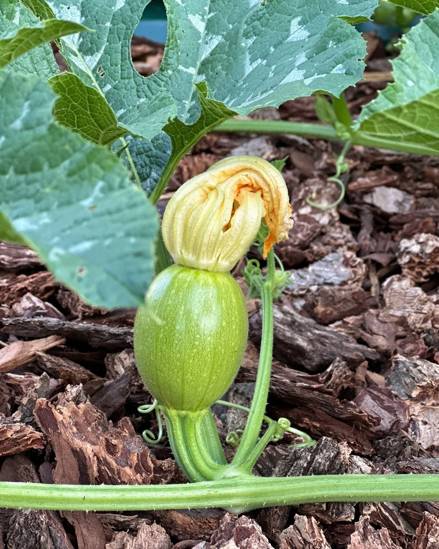 Hello, Fall! The first pumpkin harvested weighs in at nearly 16 pounds. Fingers crossed 🤞 that the other two survive the frost. 🎃

#pumpkins #pumpkinseason #fall #6bgarden