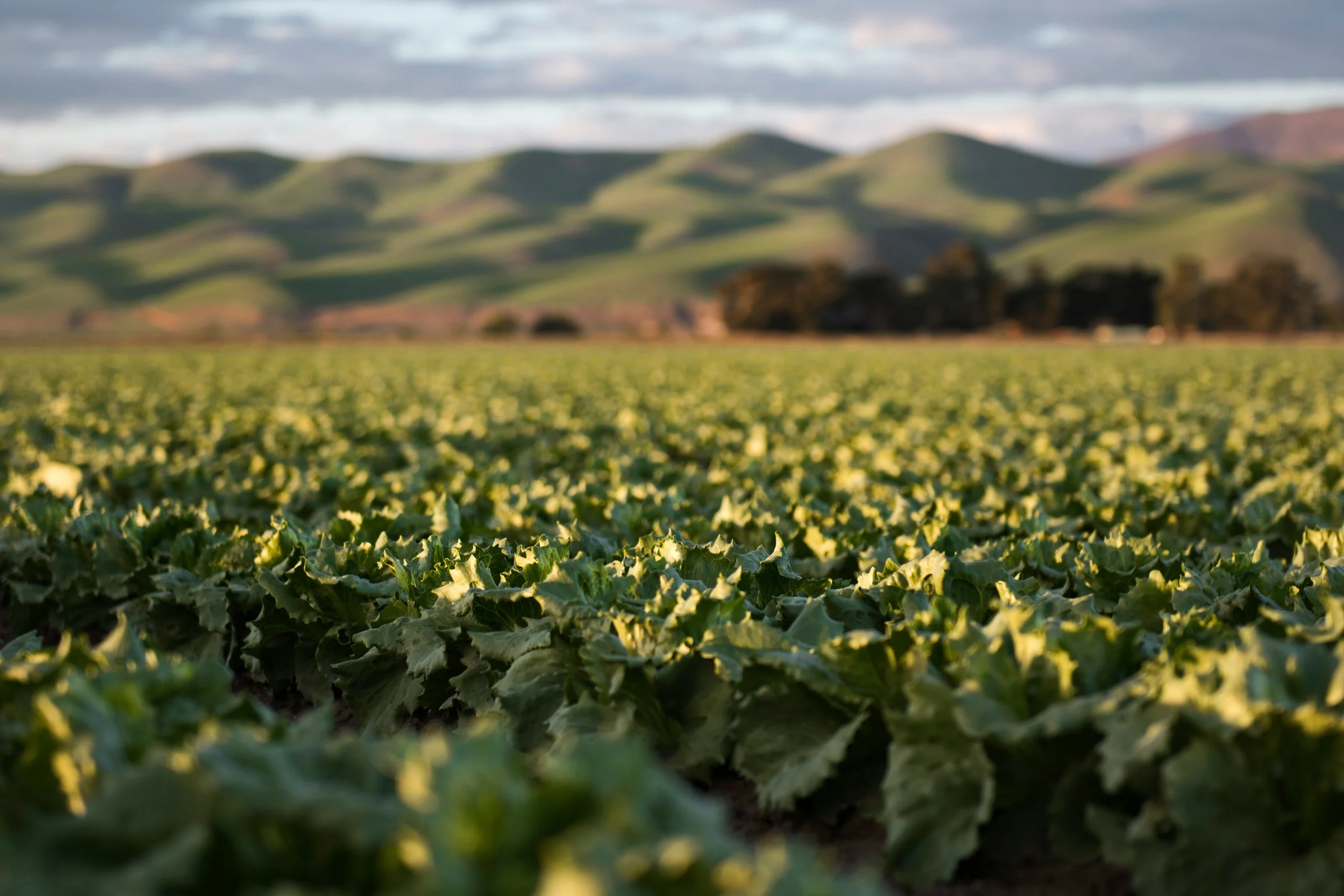 The Land Sector and Removals Standard: What it means for your business