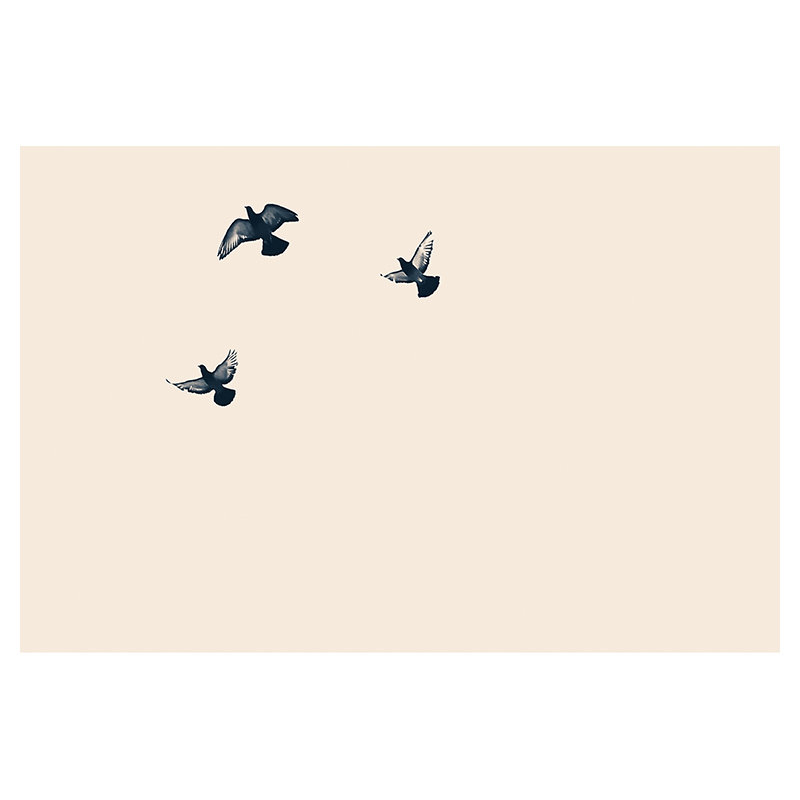 3 oiseaux