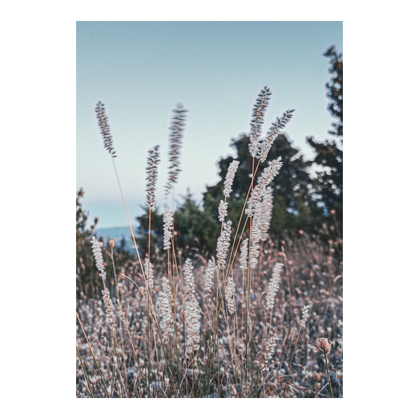 Garrigue