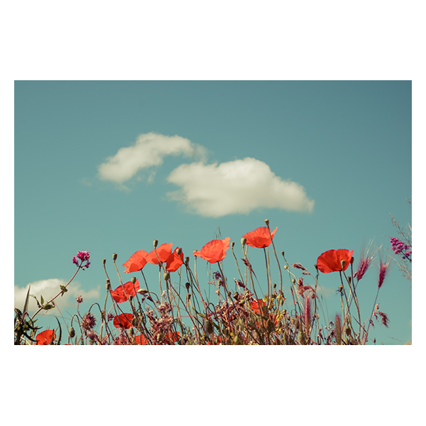 Kodachrome