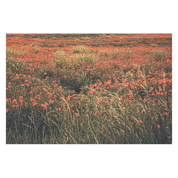 Coquelicots