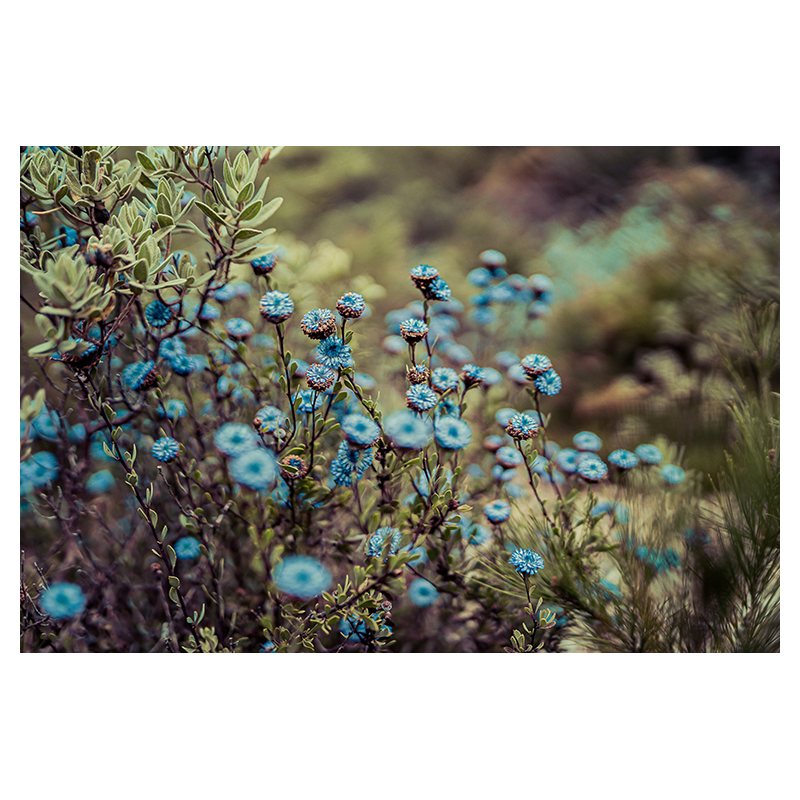 Turquoise_oo1.png