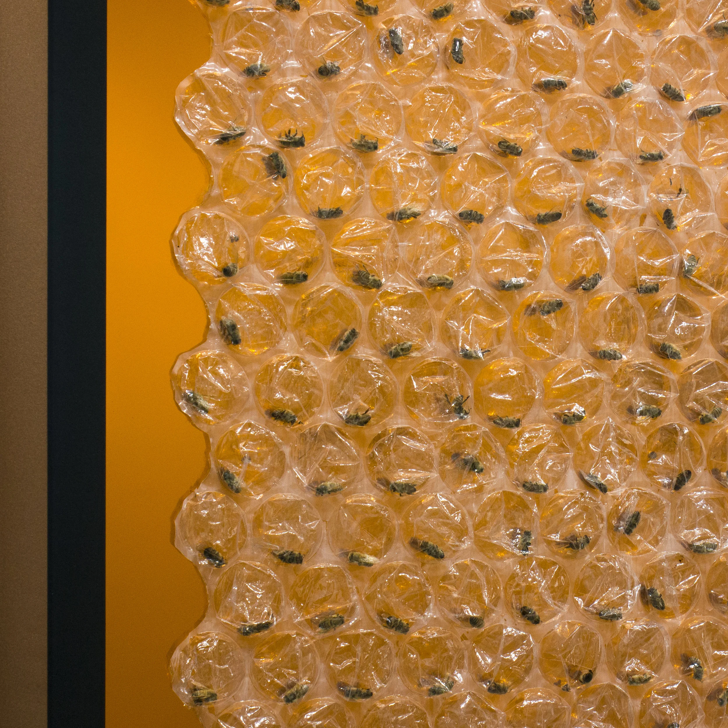 Nectar_6_2000px.jpg