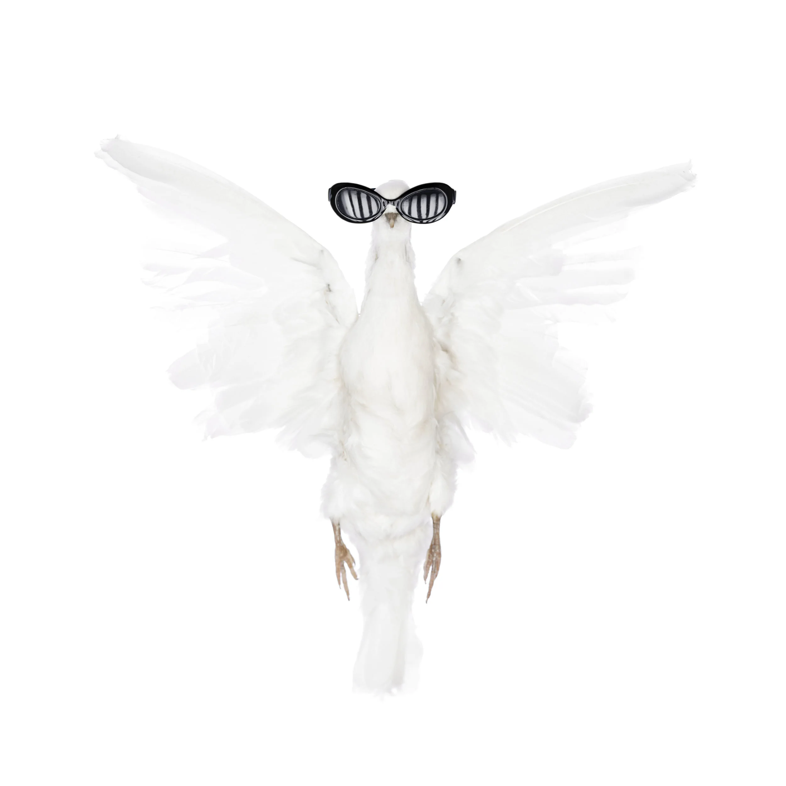 aiden_dove_final_version.jpg