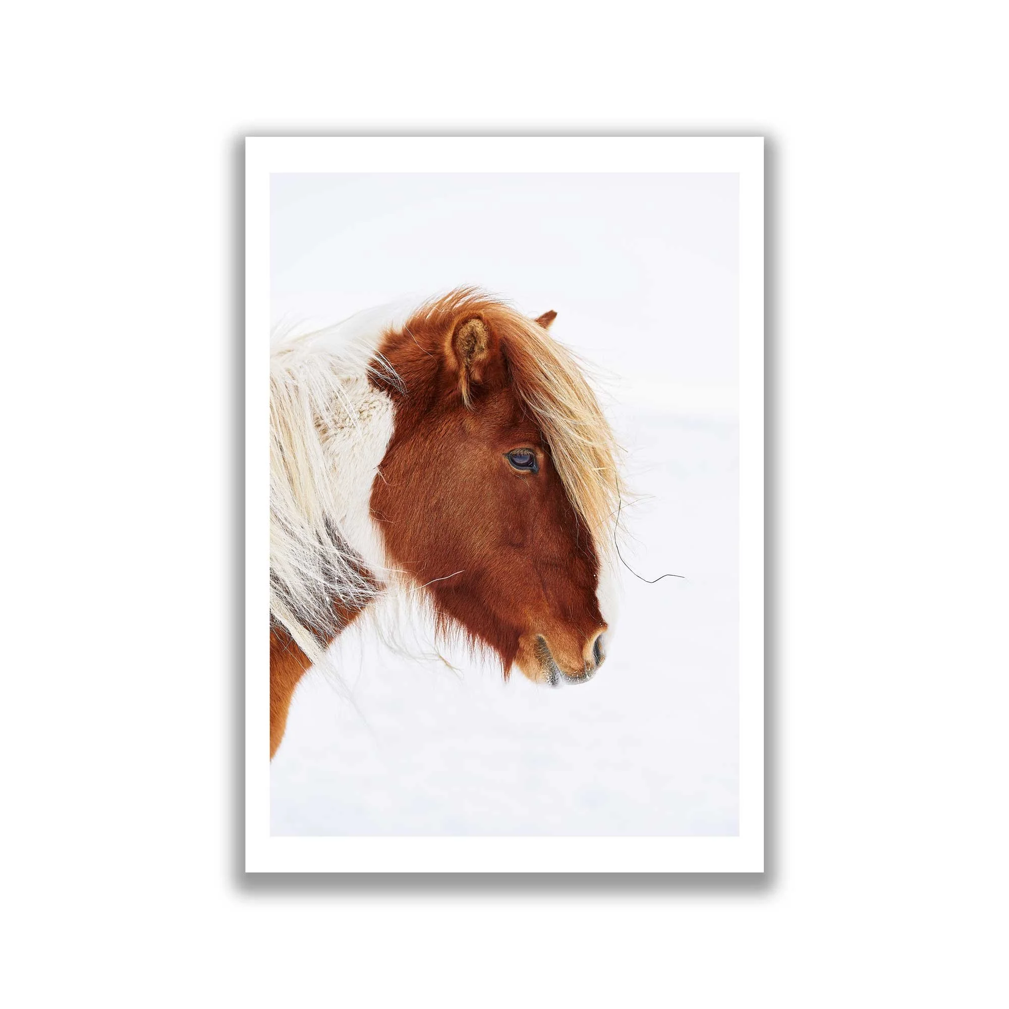 Icelandic Horse