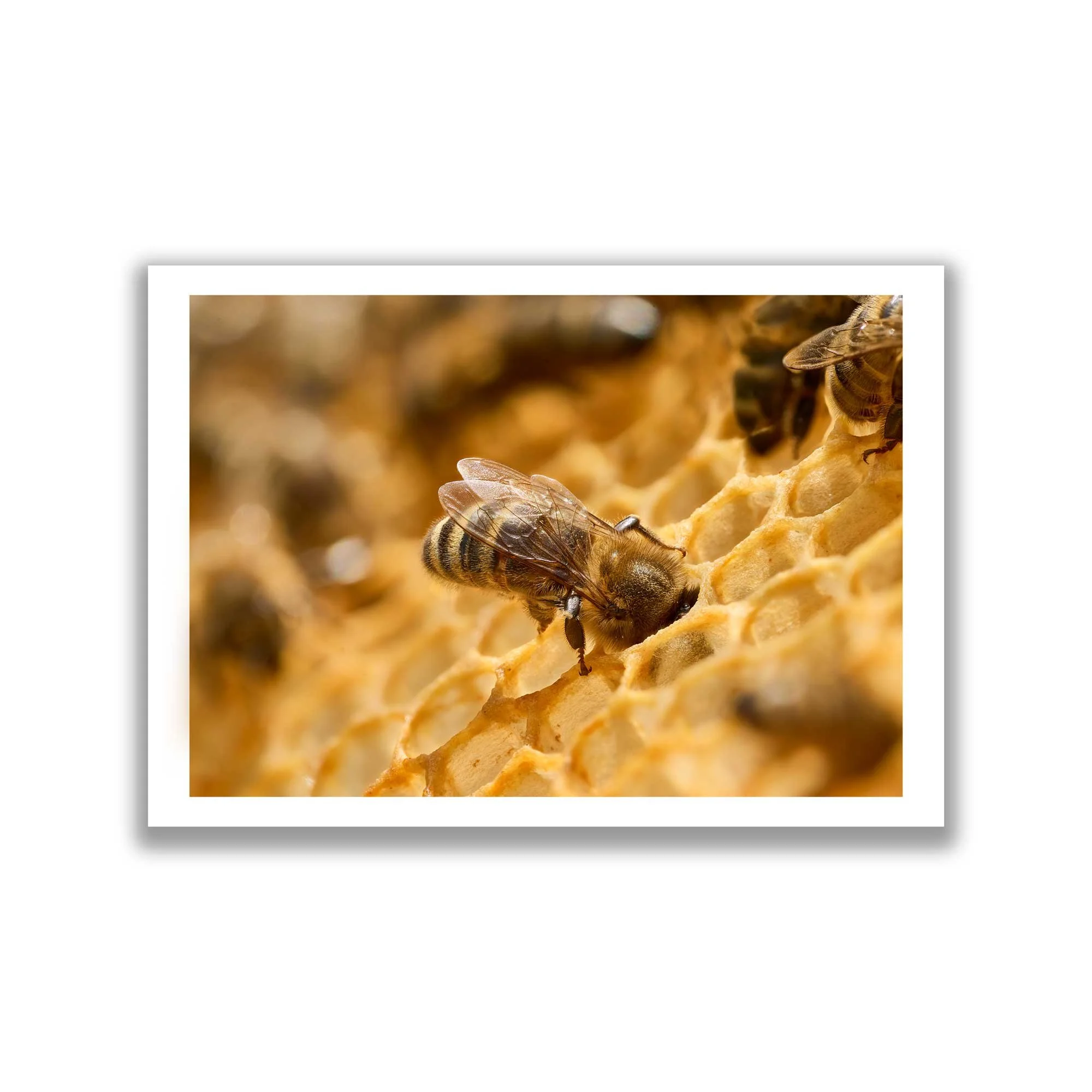 Honey Bee
