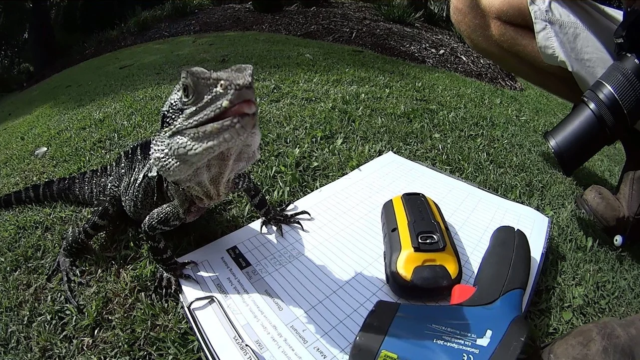 Fieldwork lizard.jpg