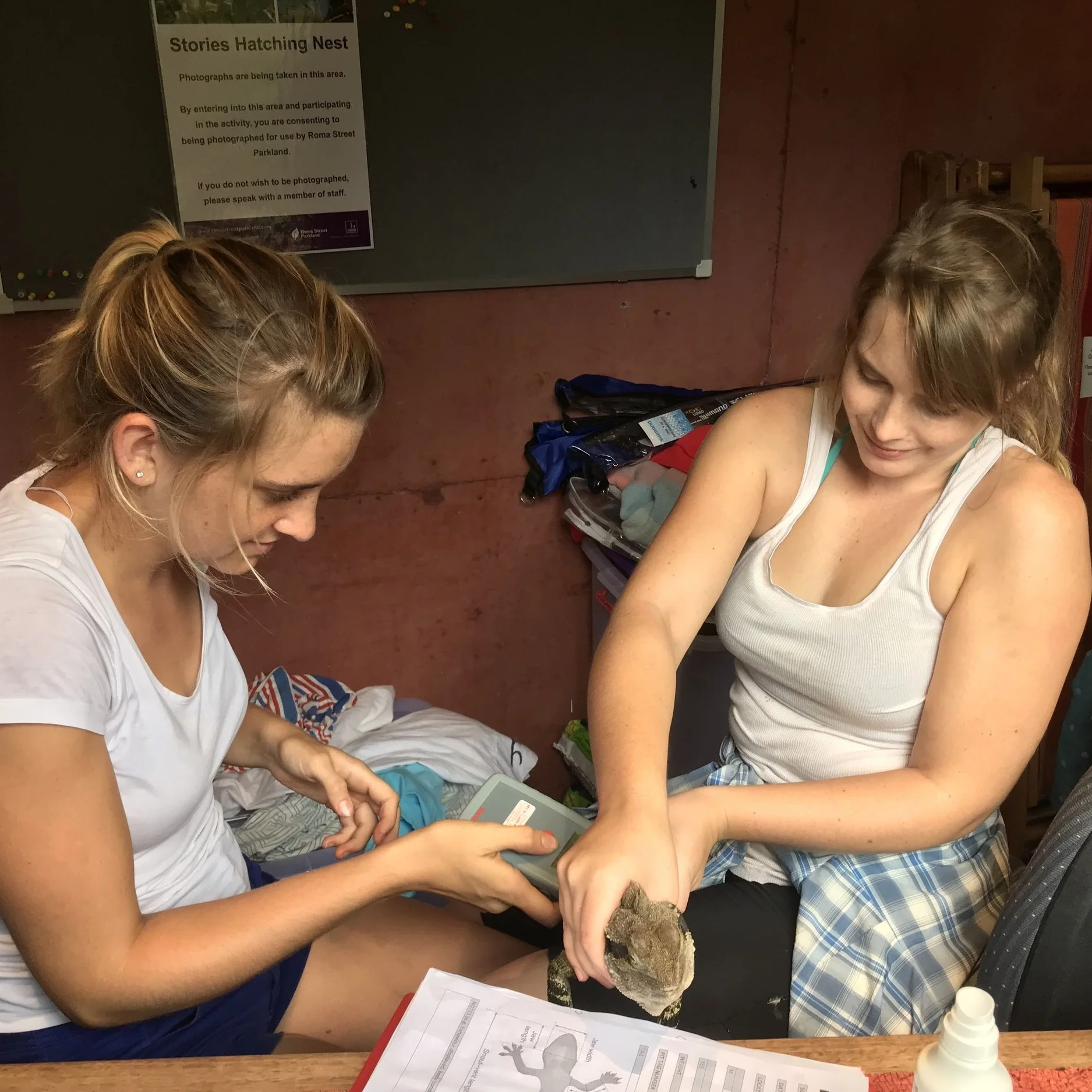 Nicola (left) and Sarah (right) checking for a microchip in a dragon.