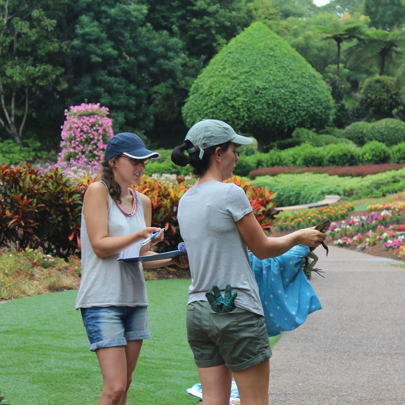 Coralie (left) and Nicola (right) releasing a dragon after measurement.