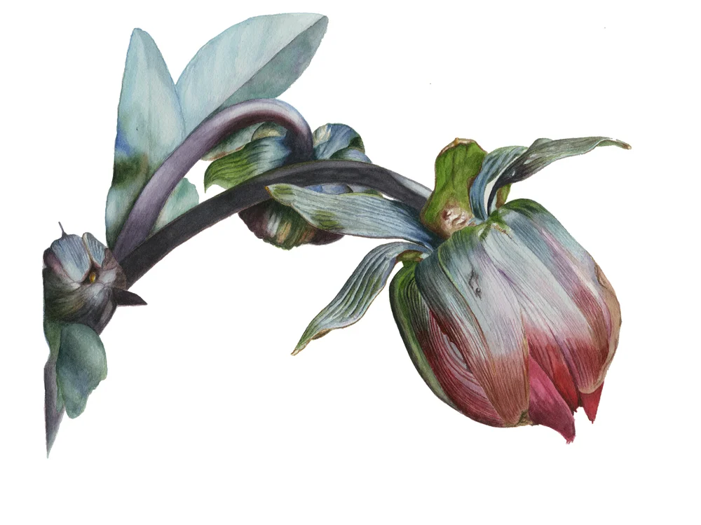 Bishop of Llandaff Dahlia Bud