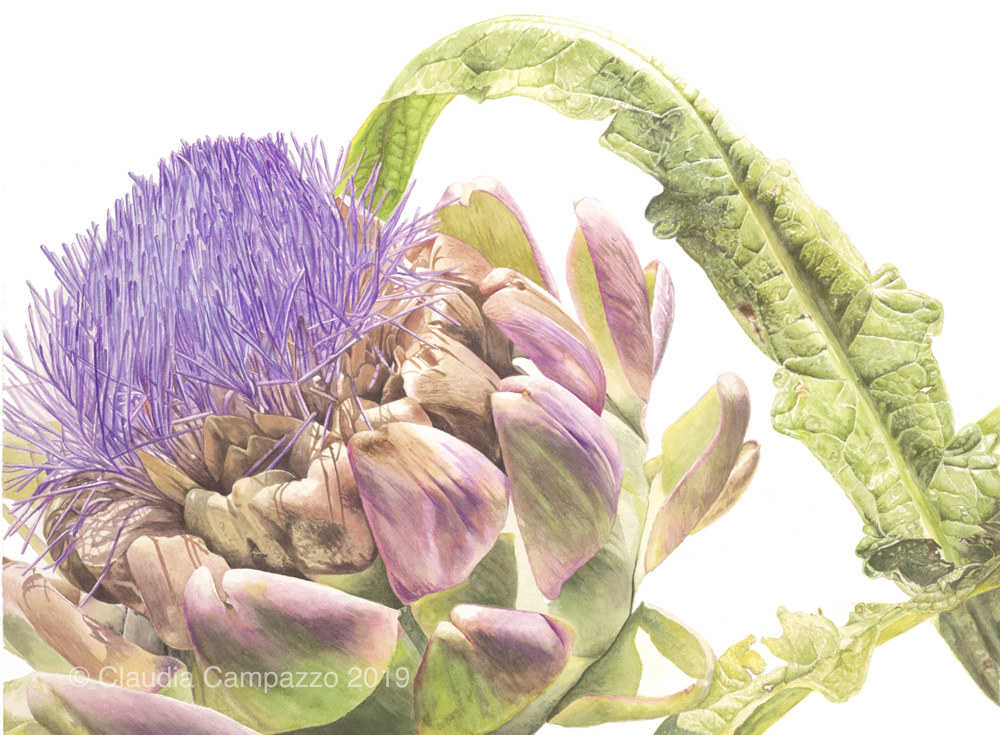 Artichoke in Flower