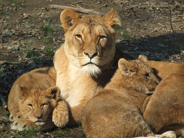 lioness_cubs.jpg