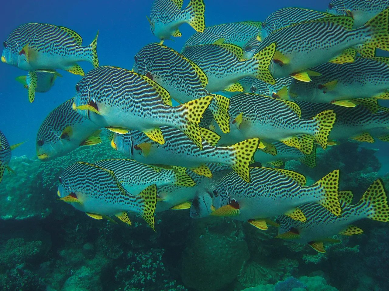 fish-swarm-432821_1280.jpg