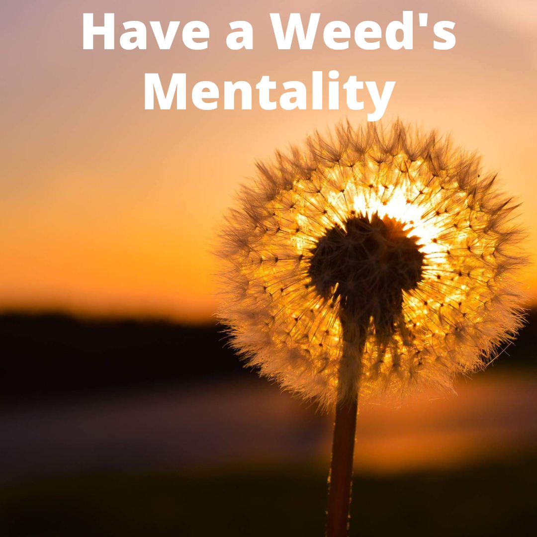 Have the Weed's Mentality