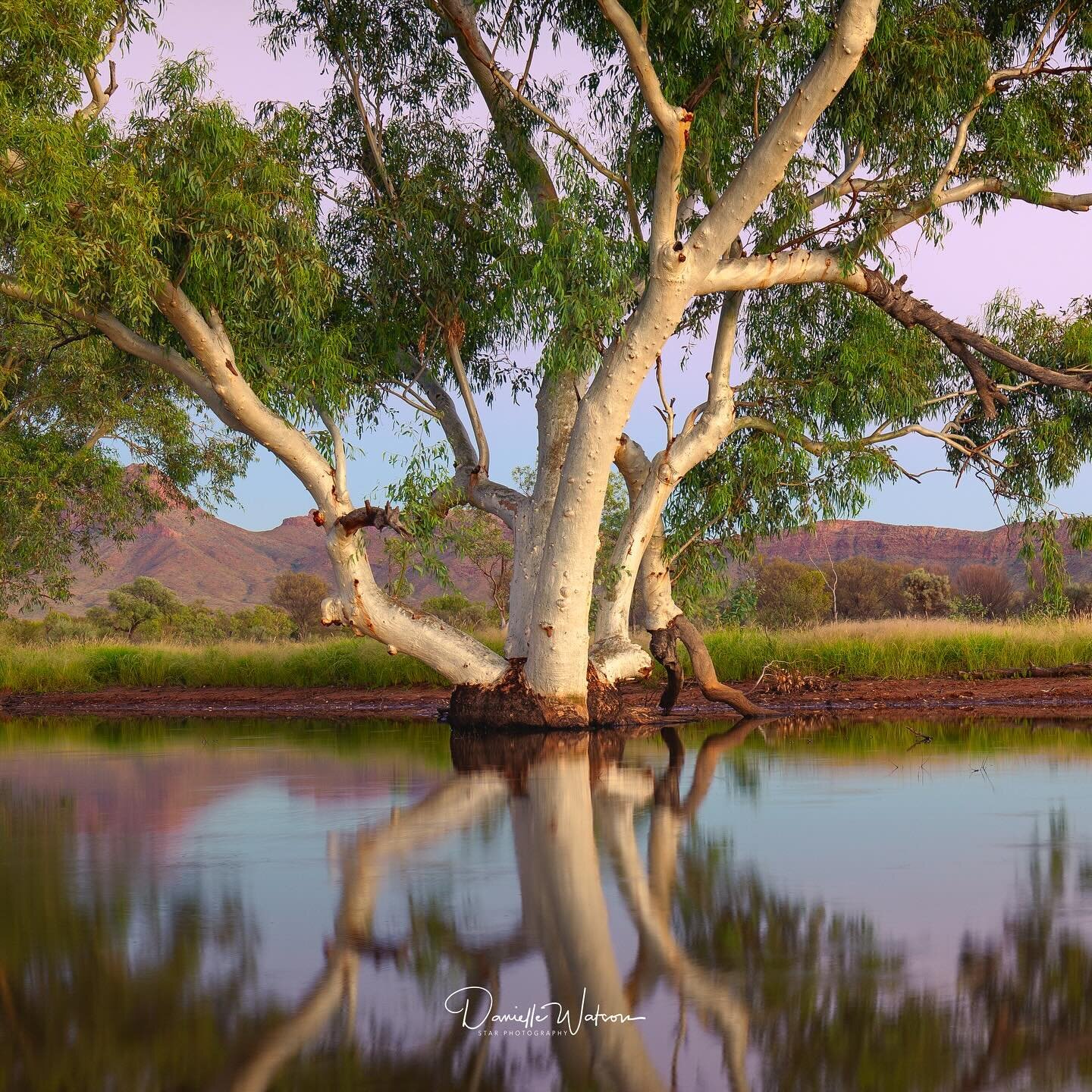 There are few moments as sublime as the first light of day. I found myself one morning, nestled within the heart of the Australian outback, surrounded by ghost gums standing tall and proud, their white bark glistening in the soft glow of dawn.

The s