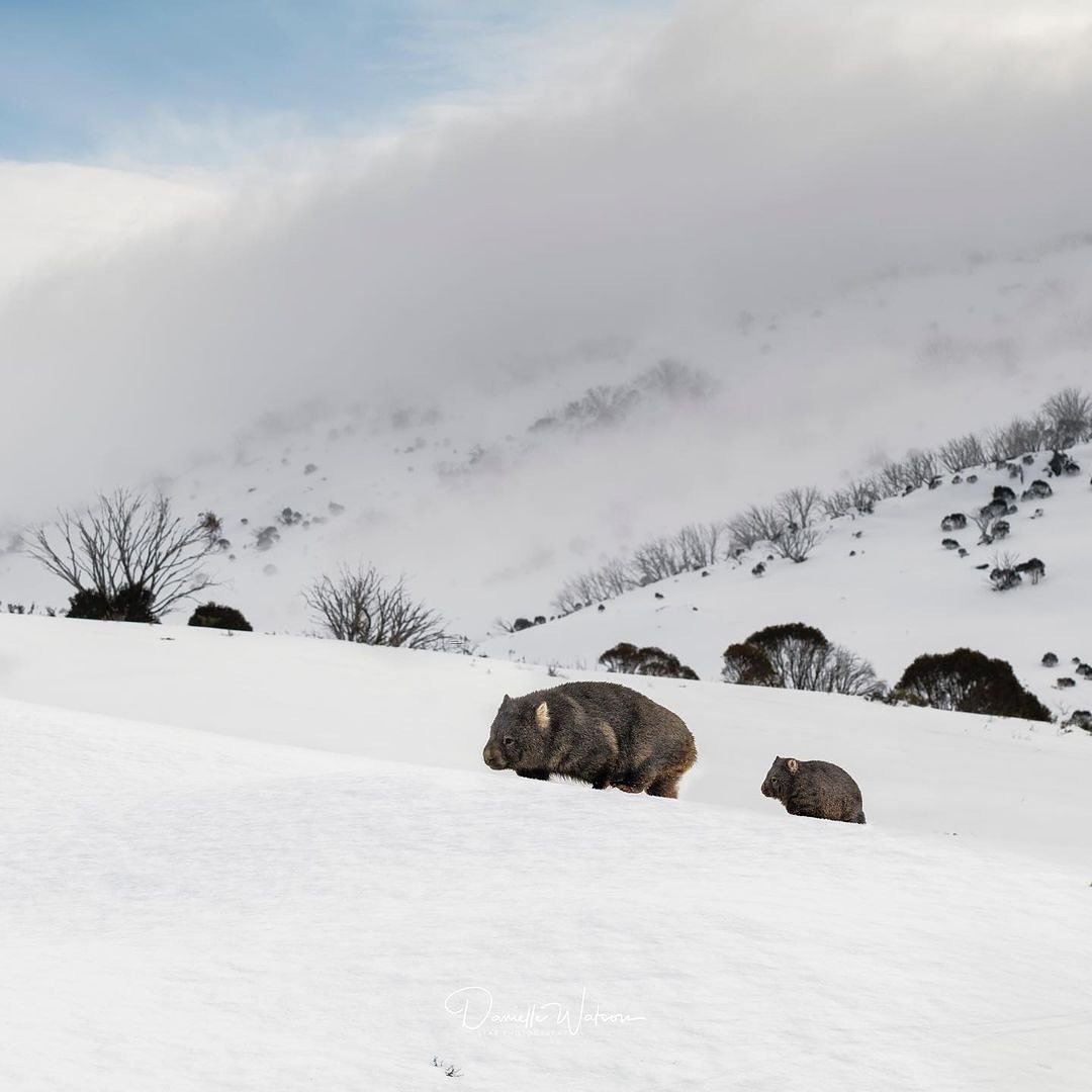 Today is International Wombat Day, and I can&rsquo;t help but reflect on my fascination with these incredible creatures. For as long as I can remember, I&rsquo;ve wanted to see a wombat in the wild, particularly in the snow. There&rsquo;s something m