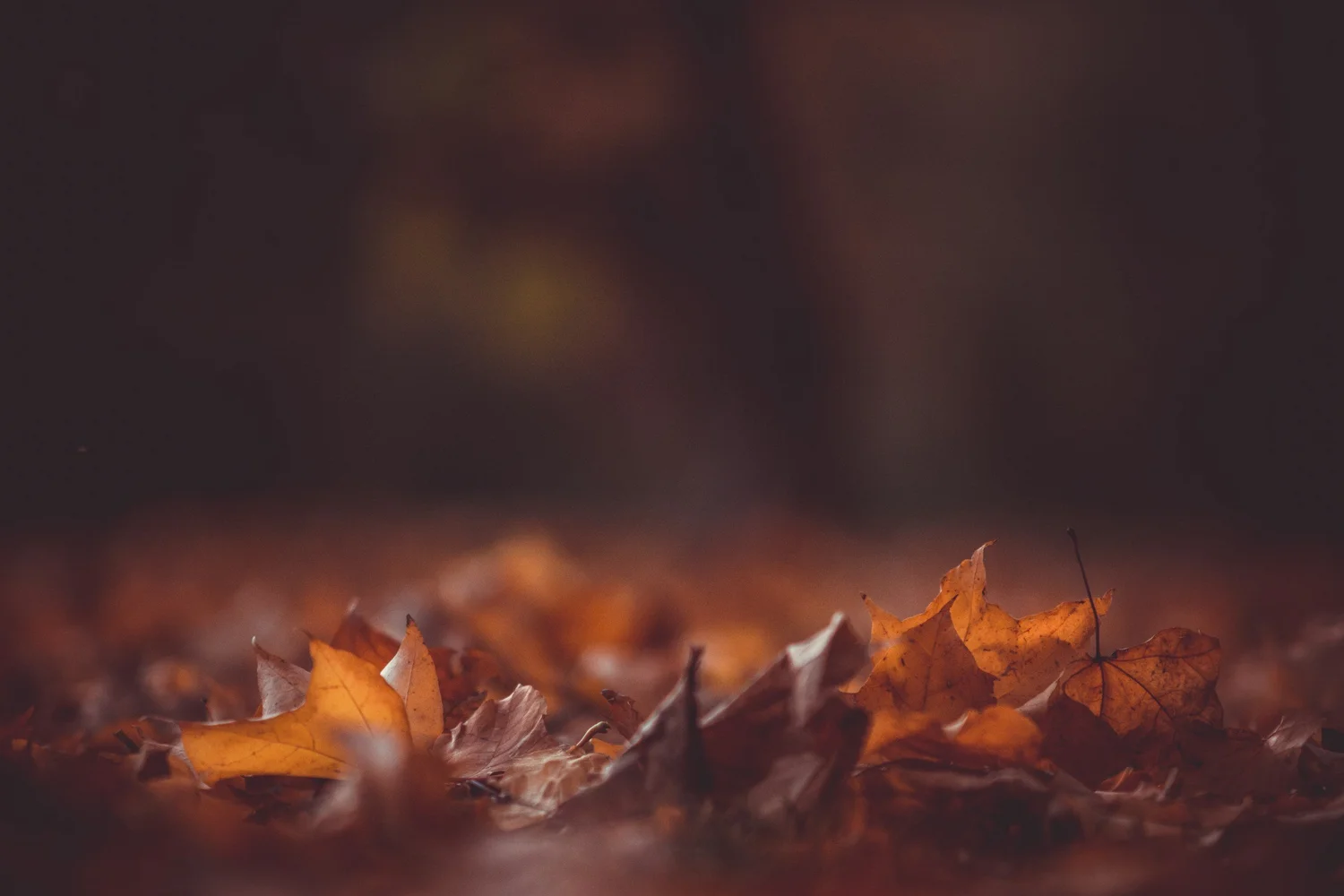 Tree-lined autumn road glowing with orange and gold foliage