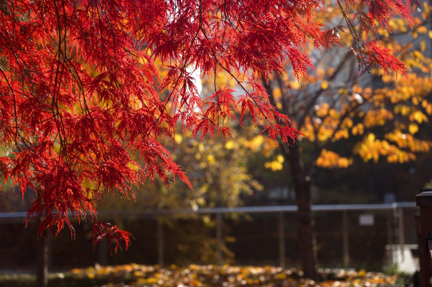 Layered autumn leaves and a garden pathway in soft overcast light