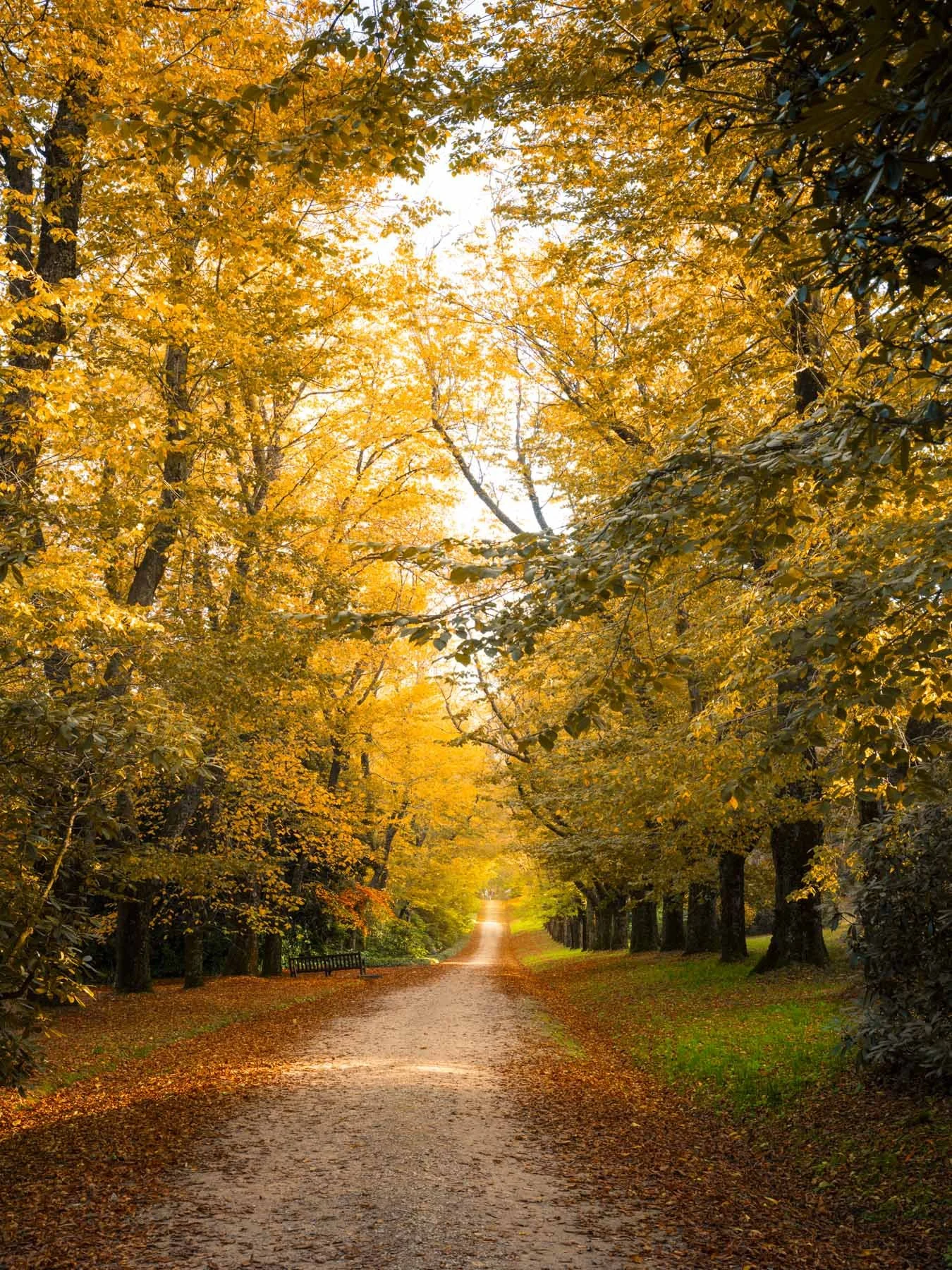 Formal elm avenue at Duneira Estate during autumn