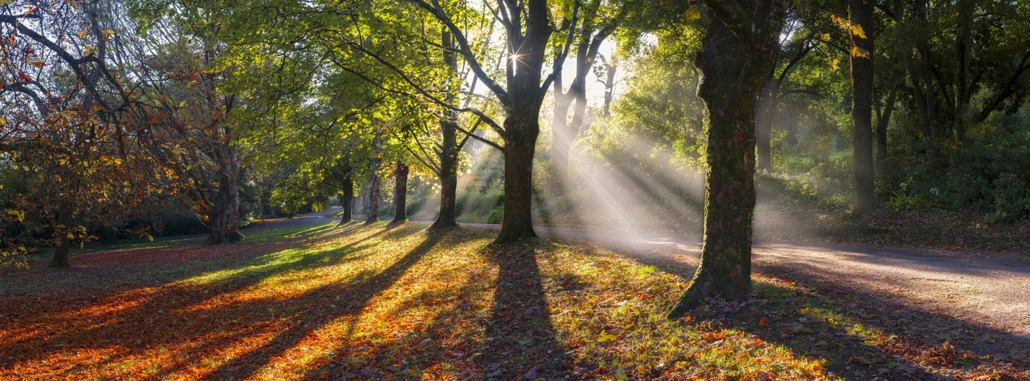 Autumn trees and garden paths at Wombat Hill Botanic Gardens in Daylesford