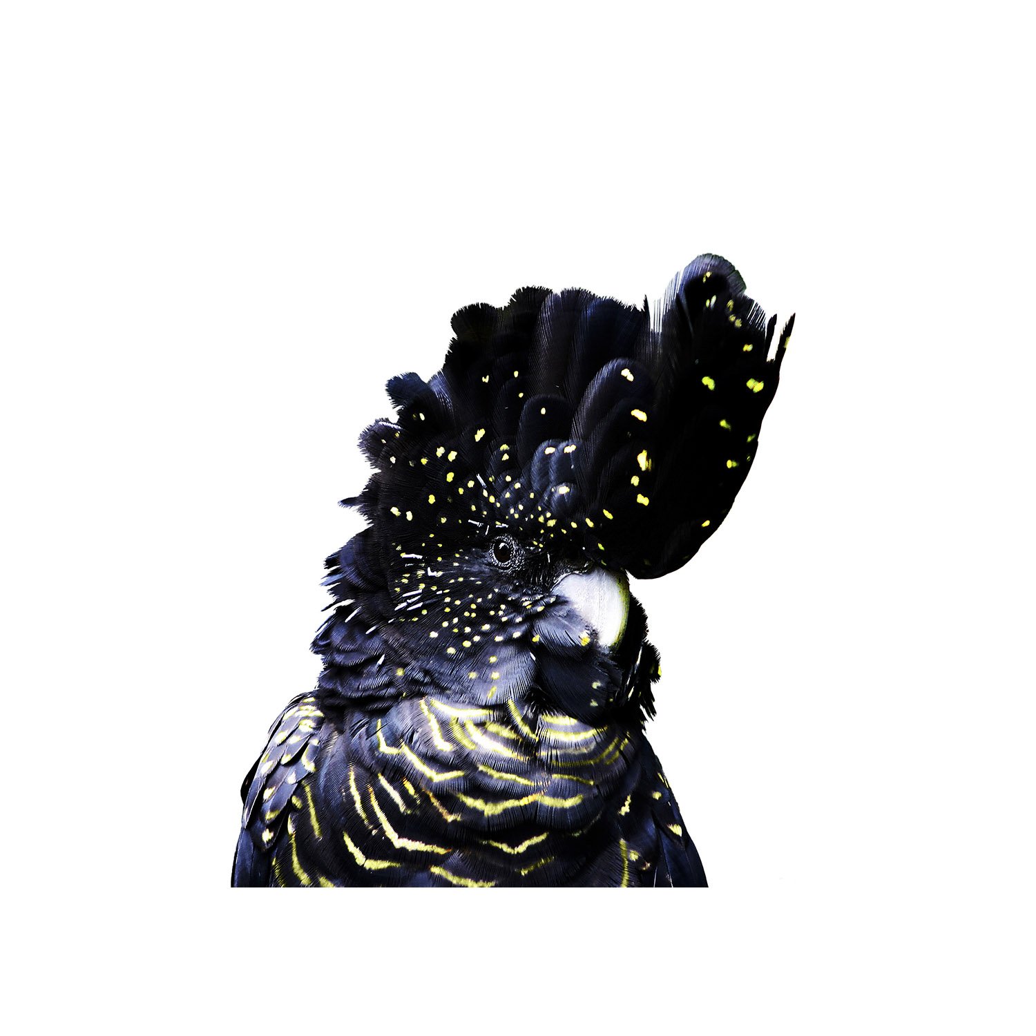 Black cockatoo with intricate feather details