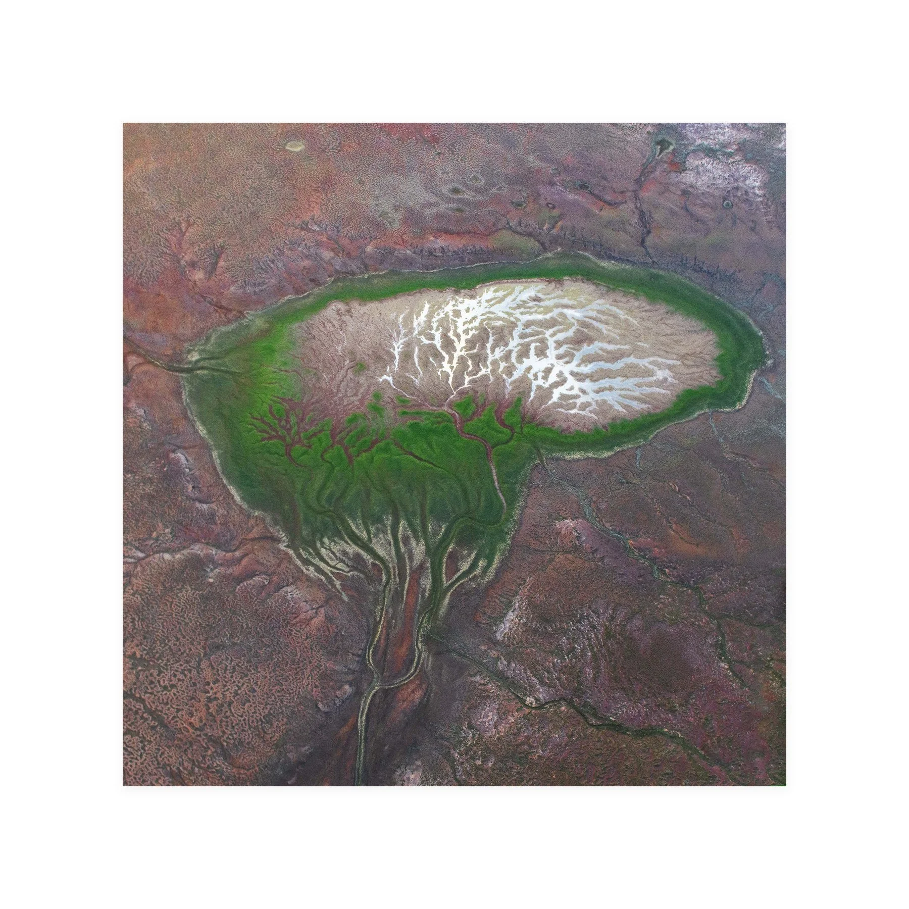 The Brain – limited edition fine art photographic print by Dani Watson