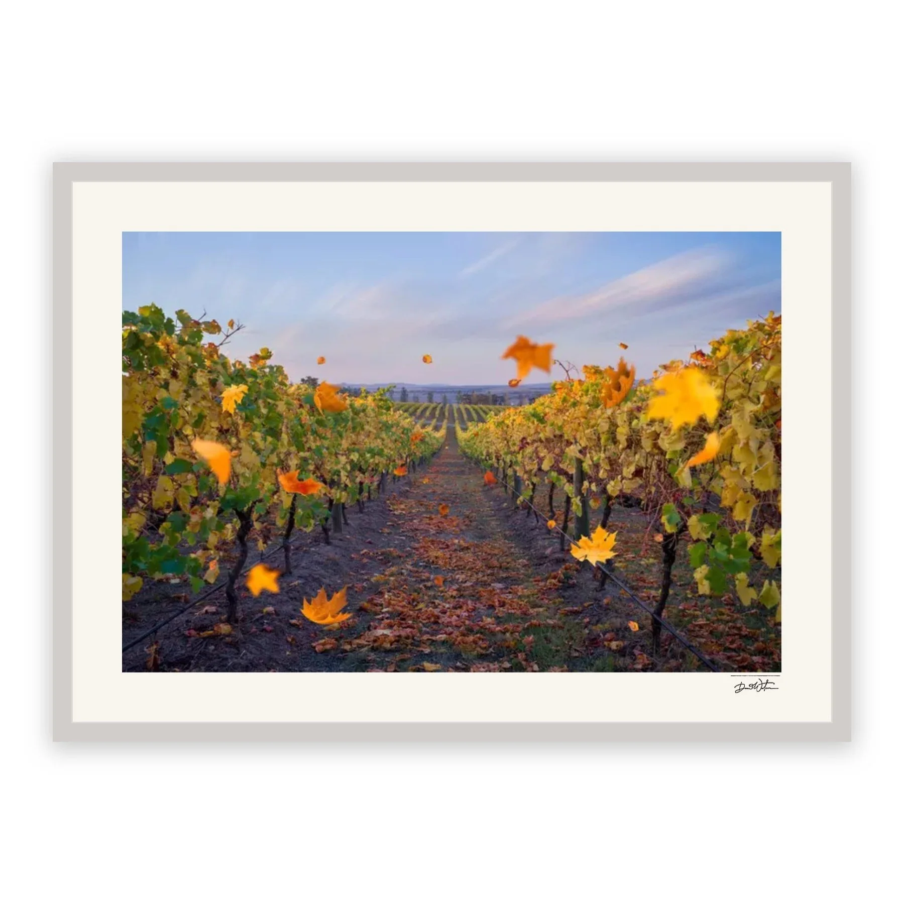 Vineyard Reverie – limited edition fine art photographic print by Dani Watson in a white frame
