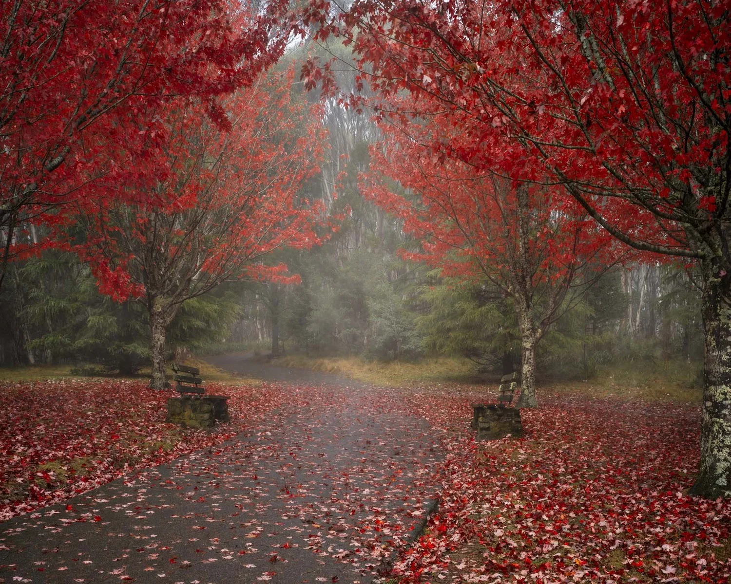 Fog moving through tall native forest in Mount Macedon Regional Park
