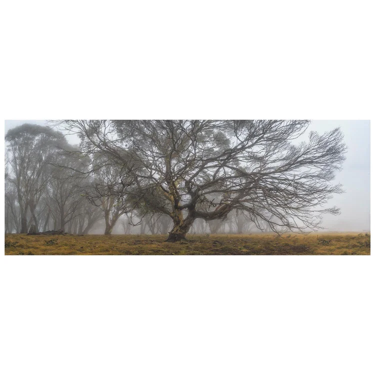 Whispers of the Fog, fine art print by Dani Watson