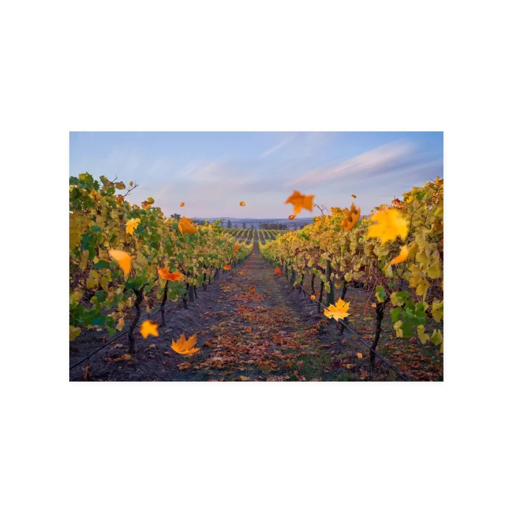 Vineyard Reverie – limited edition fine art photographic print by Dani Watson
