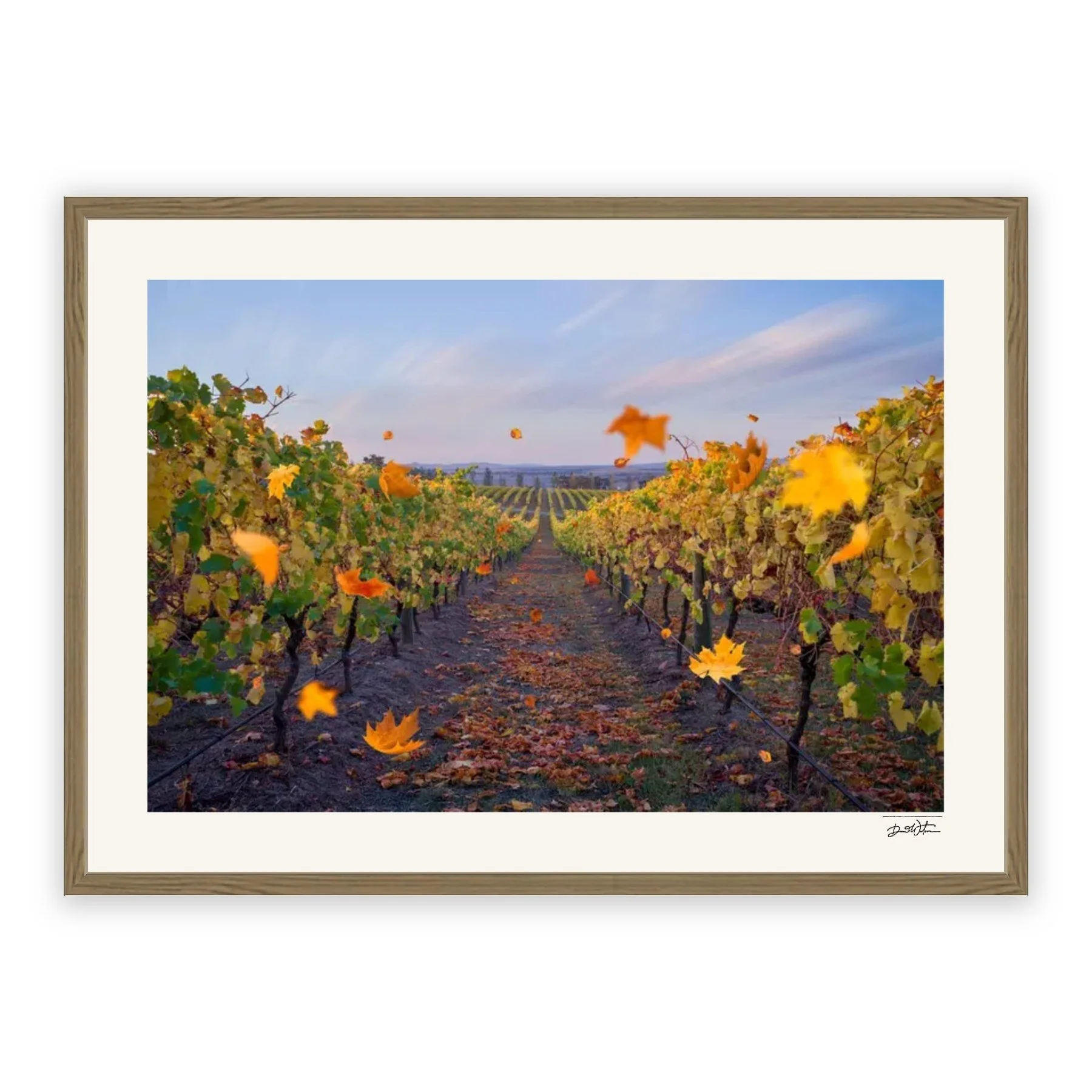 Vineyard Reverie – limited edition fine art photographic print by Dani Watson in a raw oak frame
