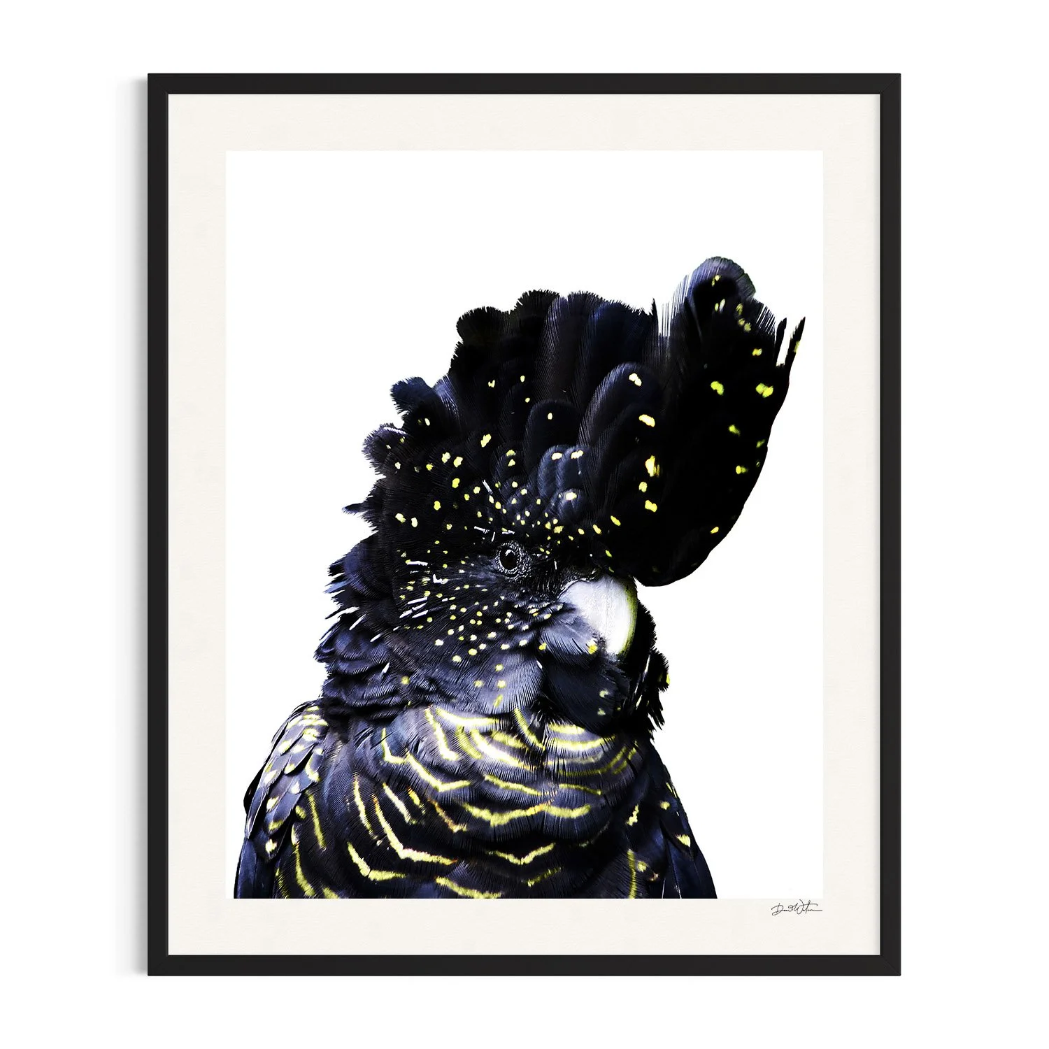 Black cockatoo with intricate feather details in black frame