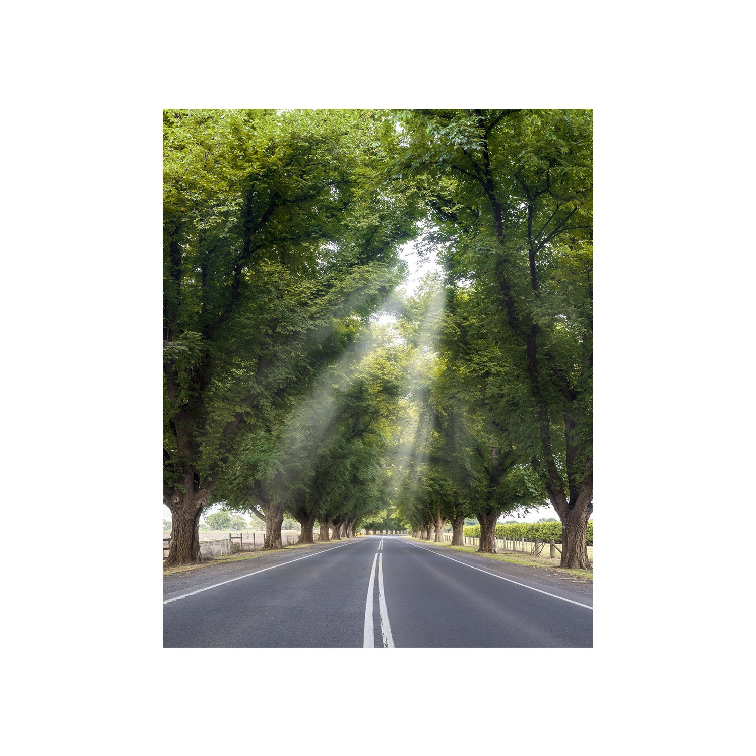 Bacchus Marsh sunlight through trees over avenue
