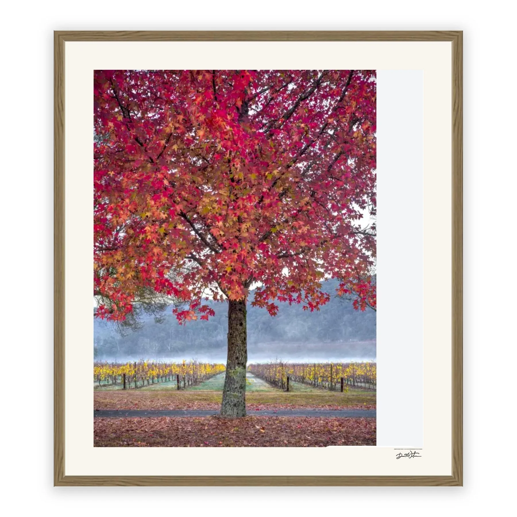 Autumn Glory – limited edition fine art photographic print by Dani Watson in a raw oak frame