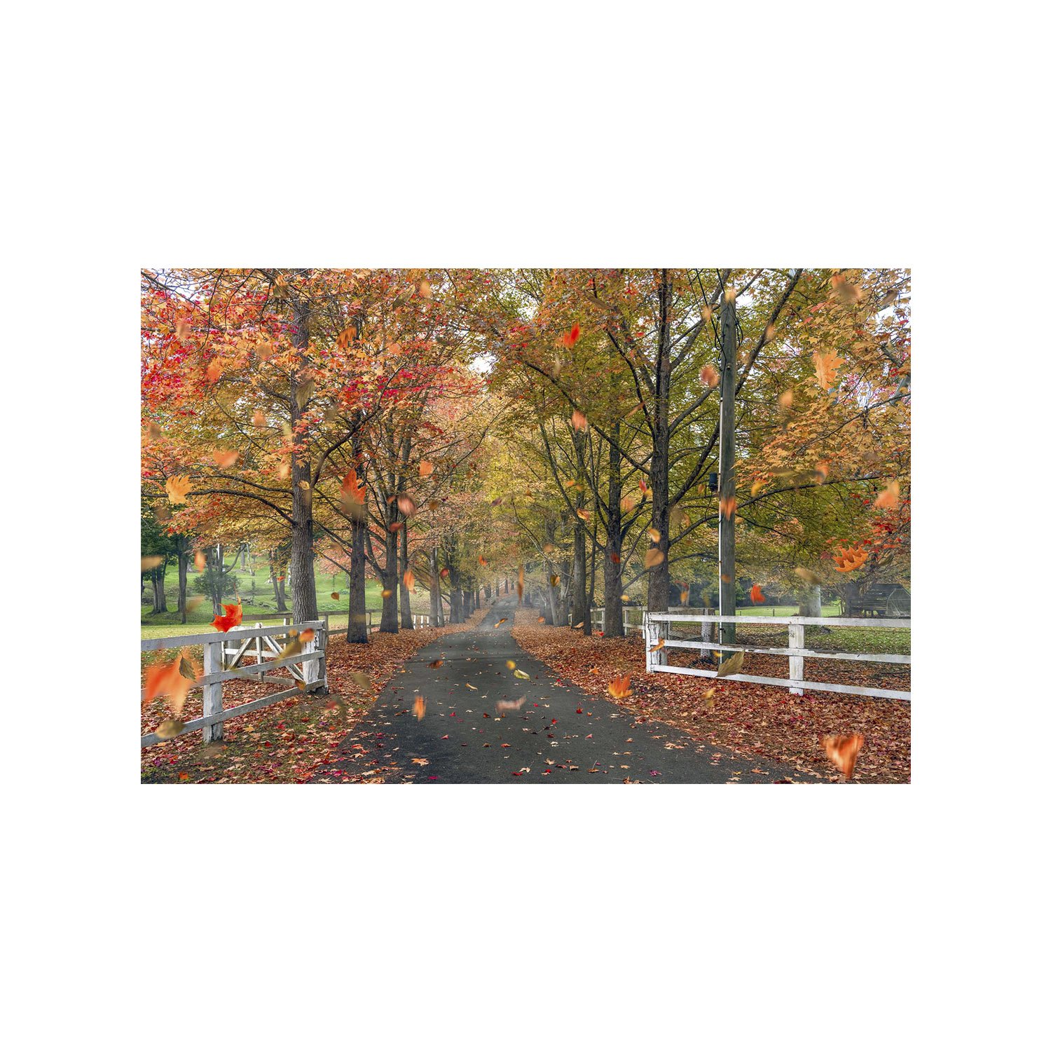 Tree-lined path with autumn leaves falling gently