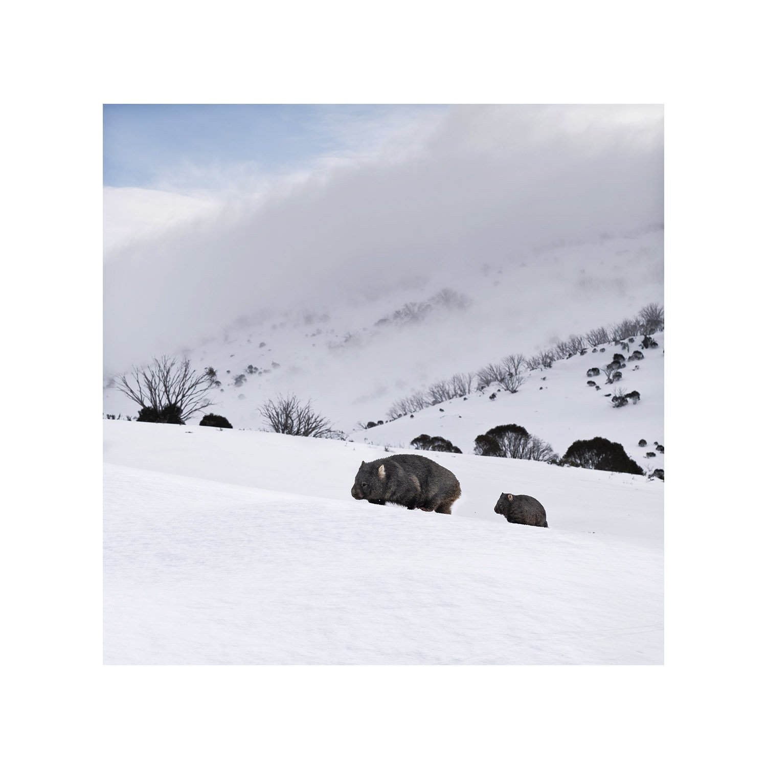 Mother and baby wombat in snow