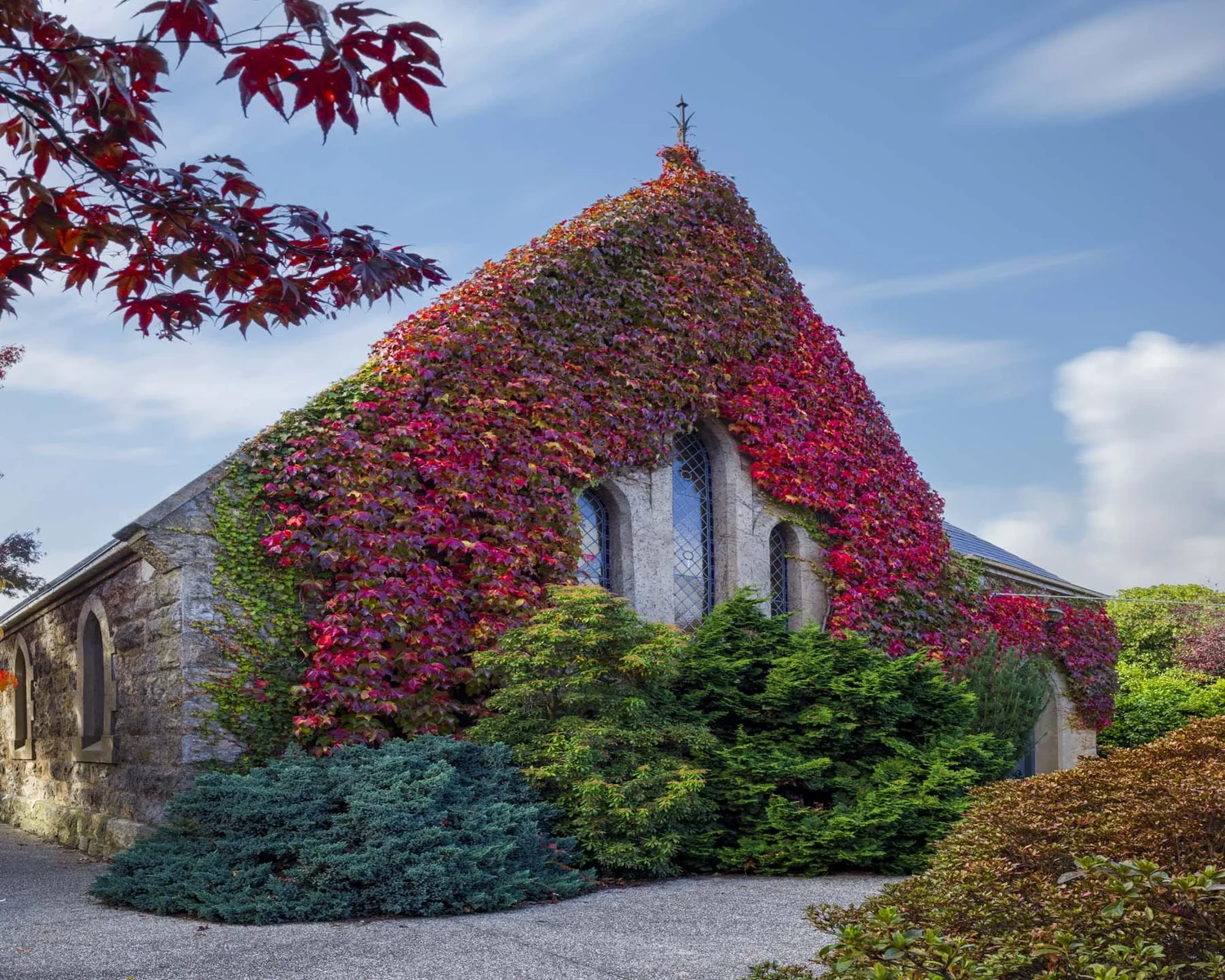 White Macedon church covered in deep crimson autumn ivy