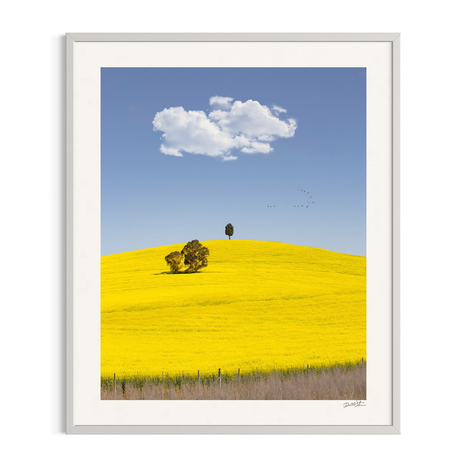 Golden canola field under blue sky in white frame