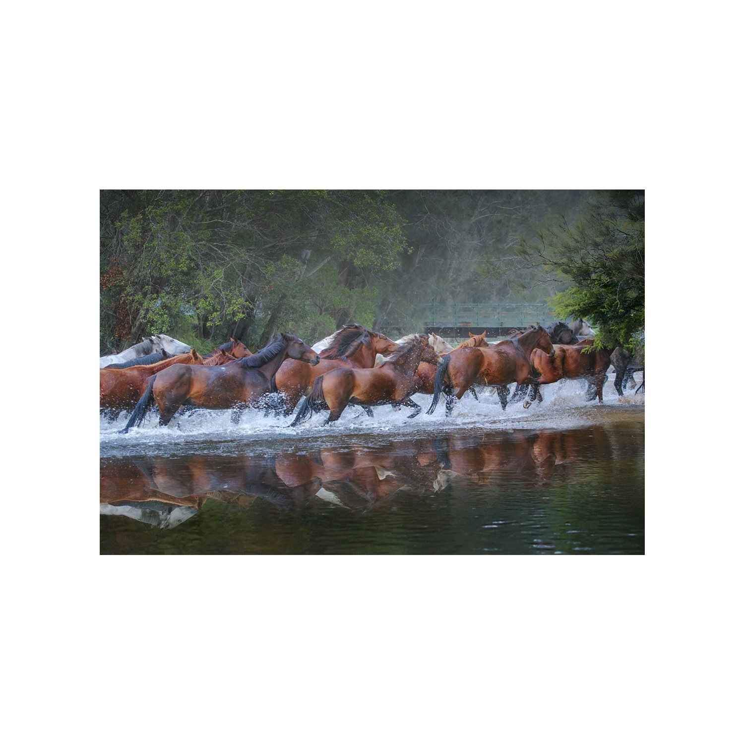 Horses charging through creek at dawn in Glenworth Valley