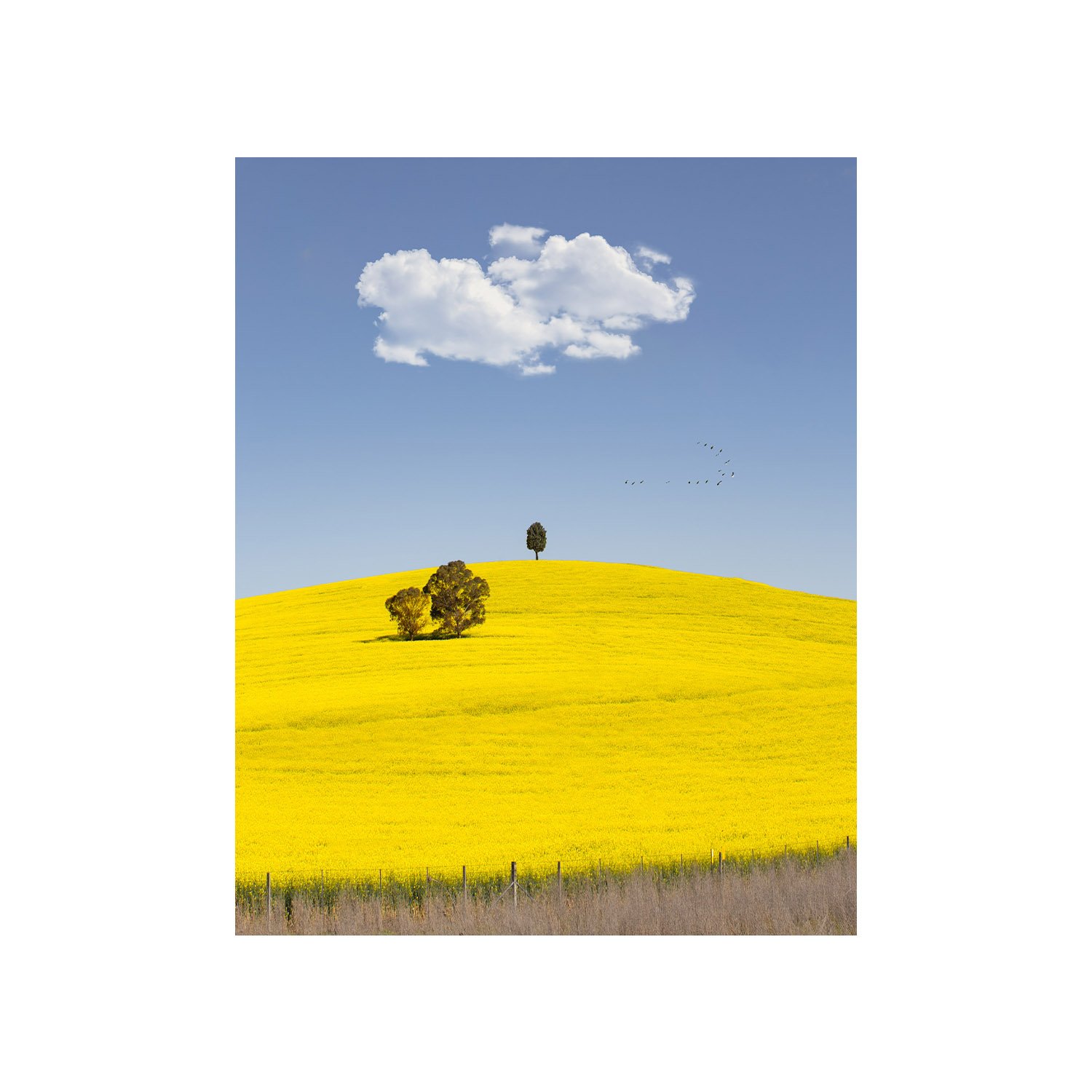 Golden canola field under blue sky