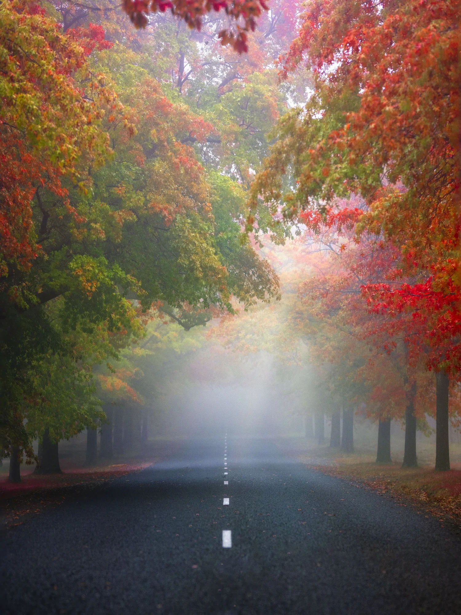 Misty road framed by red, orange and green autumn trees in Macedon, Victoria