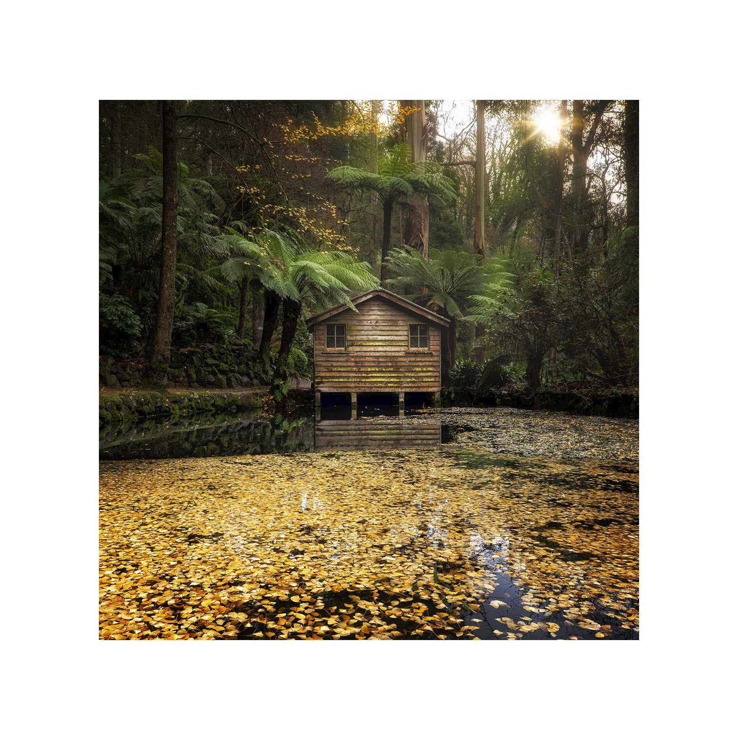 Golden leaves near boathouse, morning light