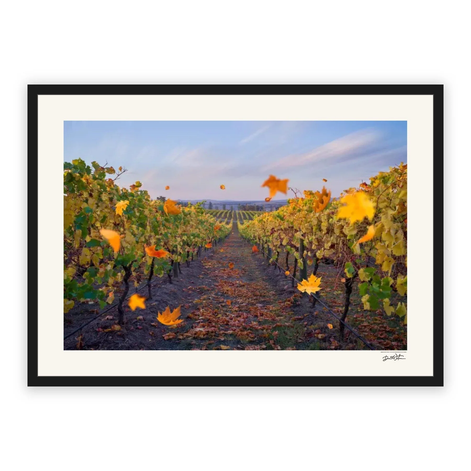 Vineyard Reverie – limited edition fine art photographic print by Dani Watson in a black frame