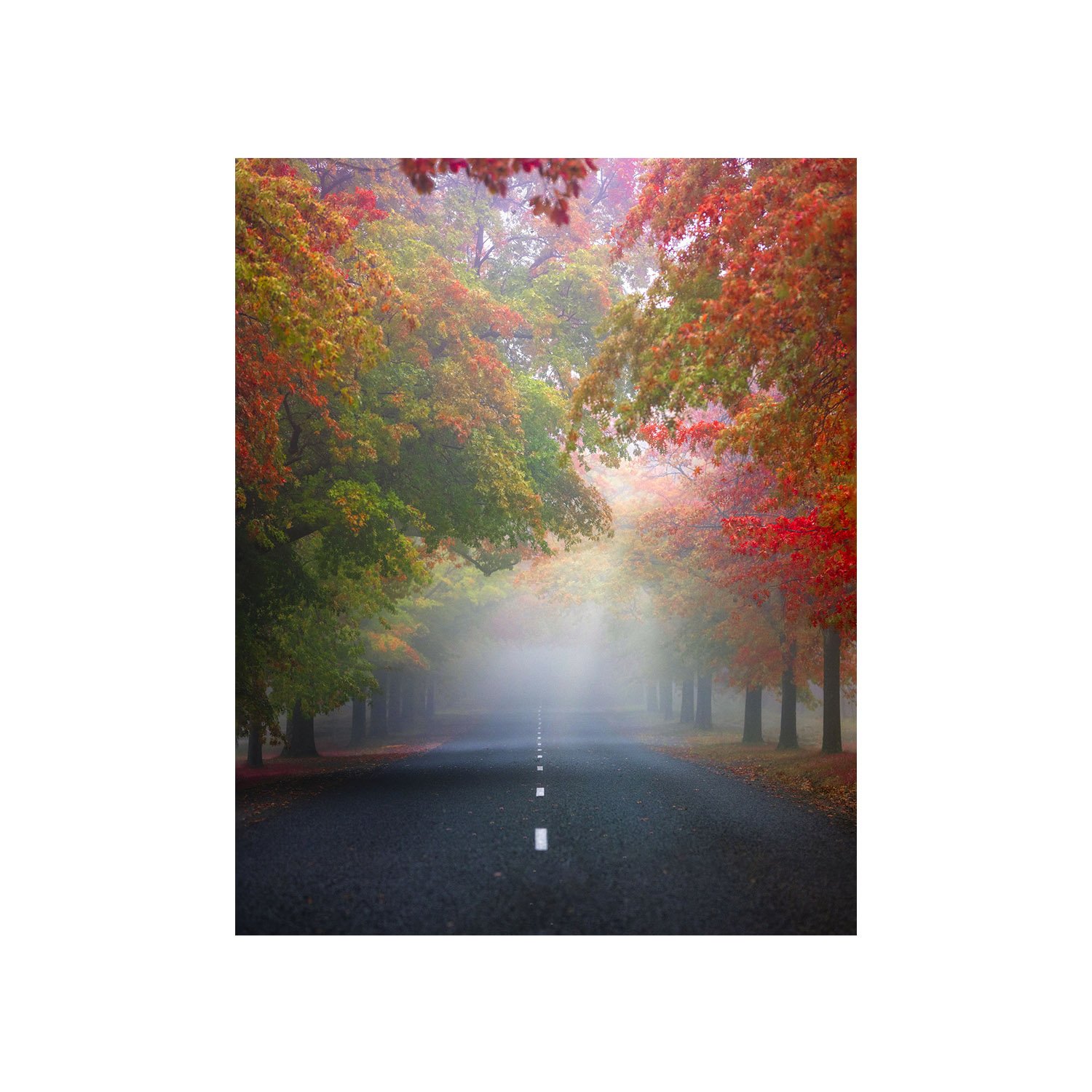 Misty road framed by vibrant autumn trees