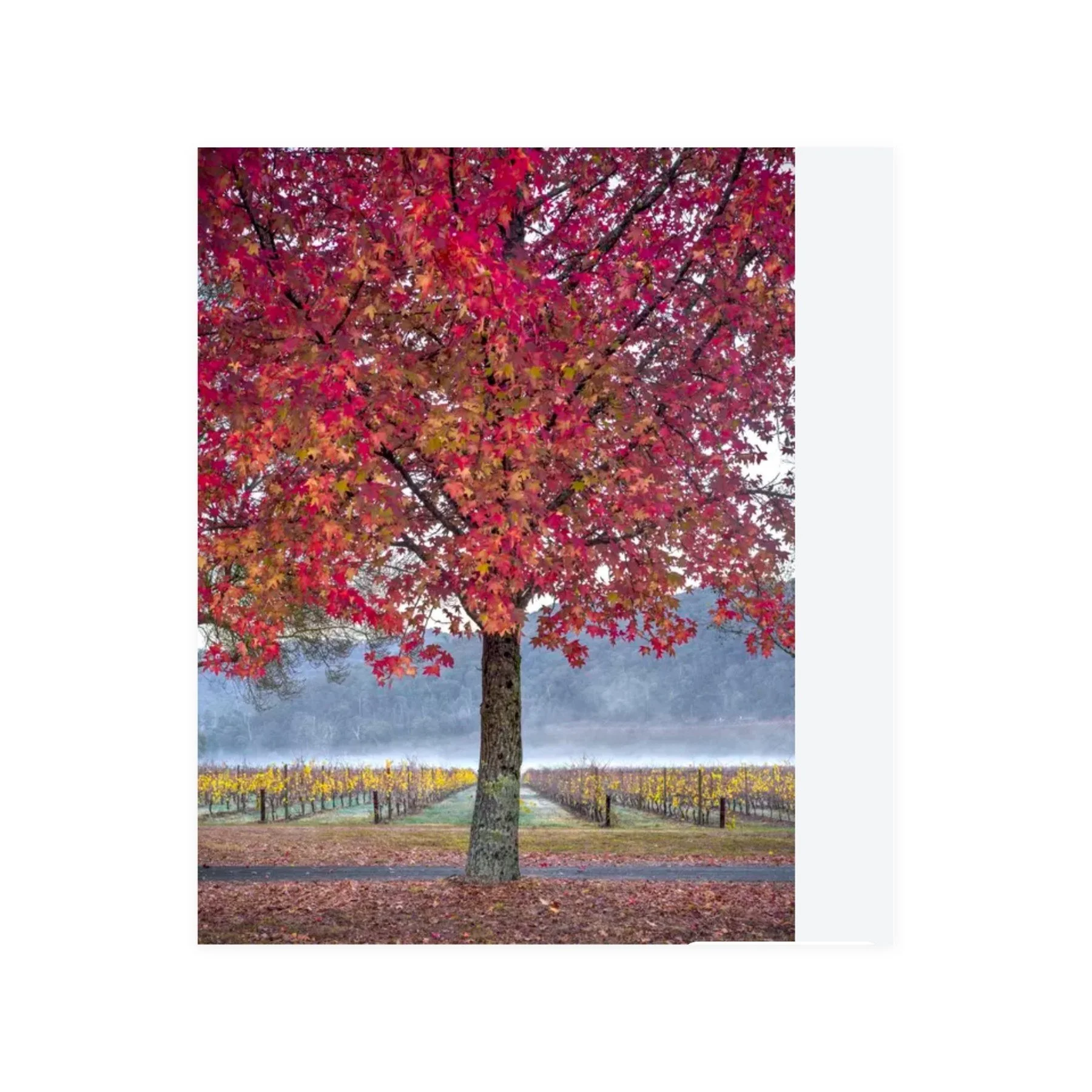 Autumn Glory – limited edition fine art photographic print by Dani Watson