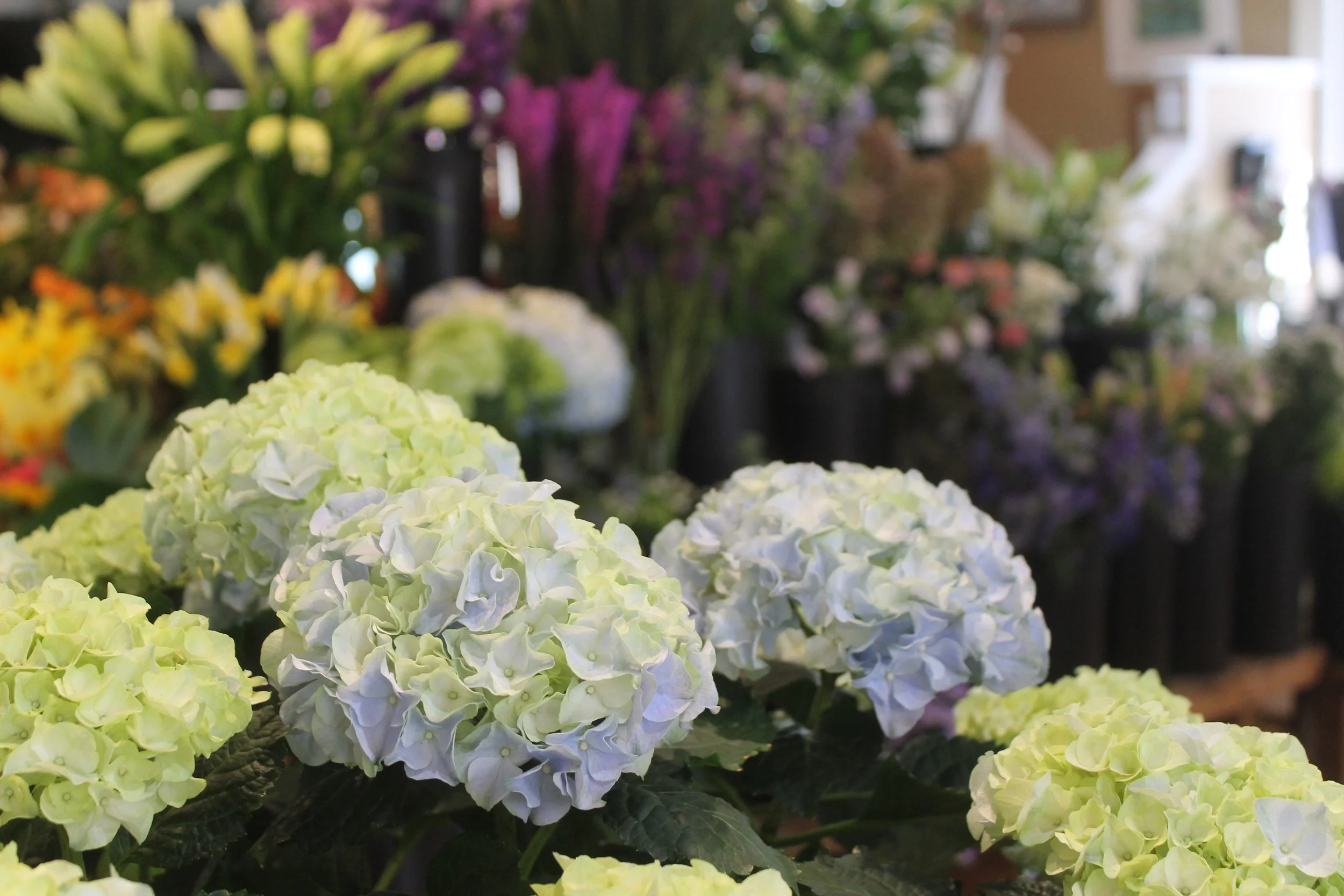 Hydrangeas Downstairs.JPG