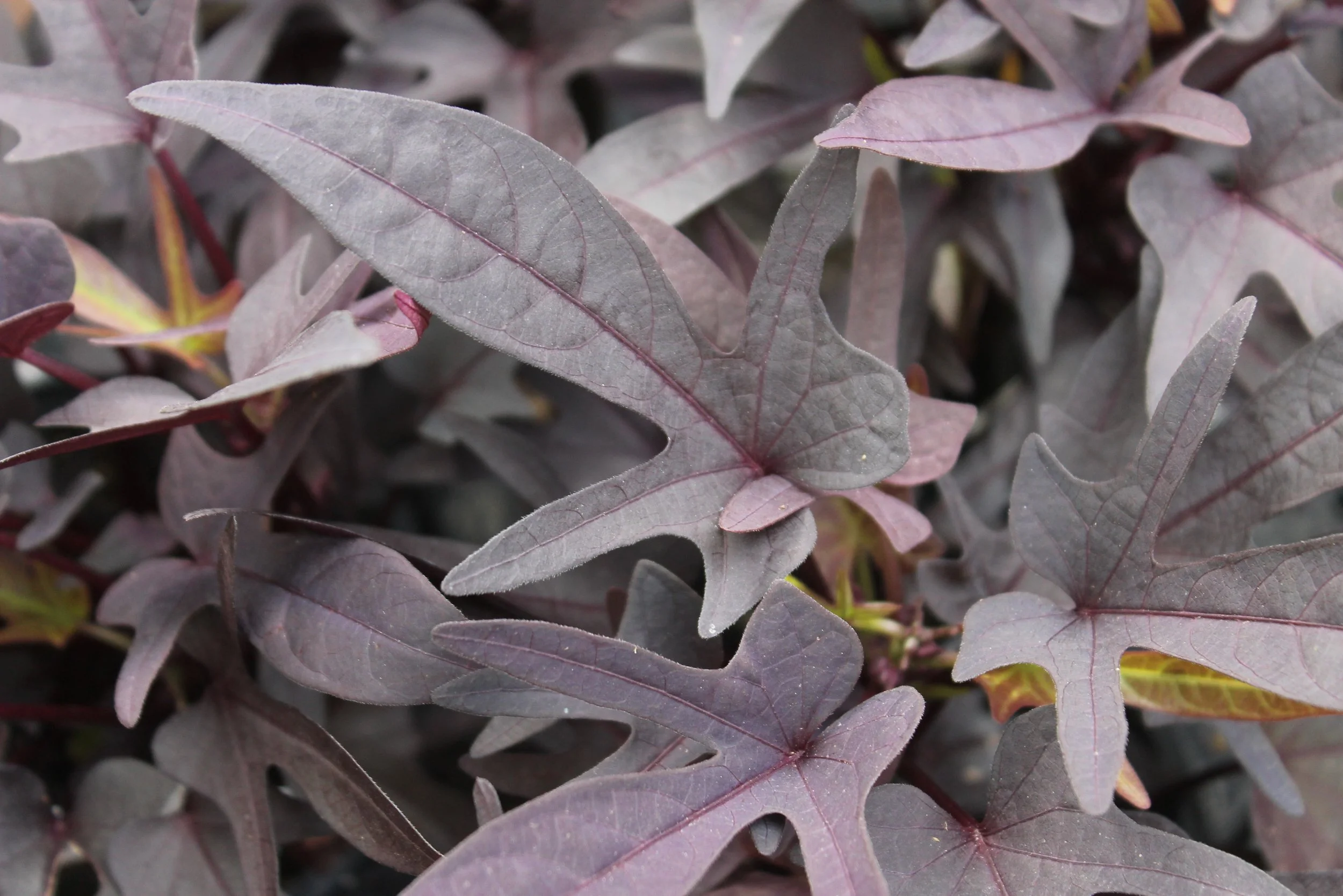sweet potato vine.JPG