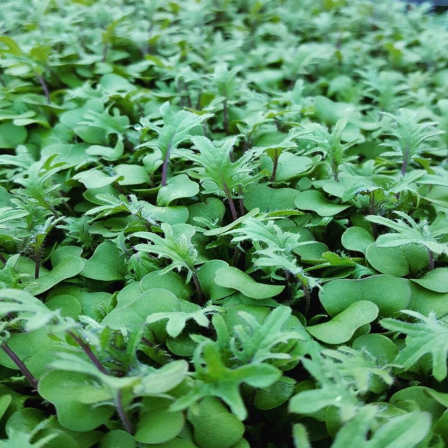 micro kale.png